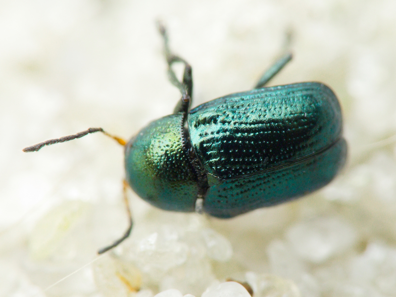 Cryptocephalus (Cryptocephalus) janthinus Germar, 1824